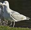2cy argentatus in October, ringed in Norway. (118370 bytes)
